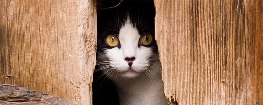 Outdoor Cat Shelter - Friends of Felines