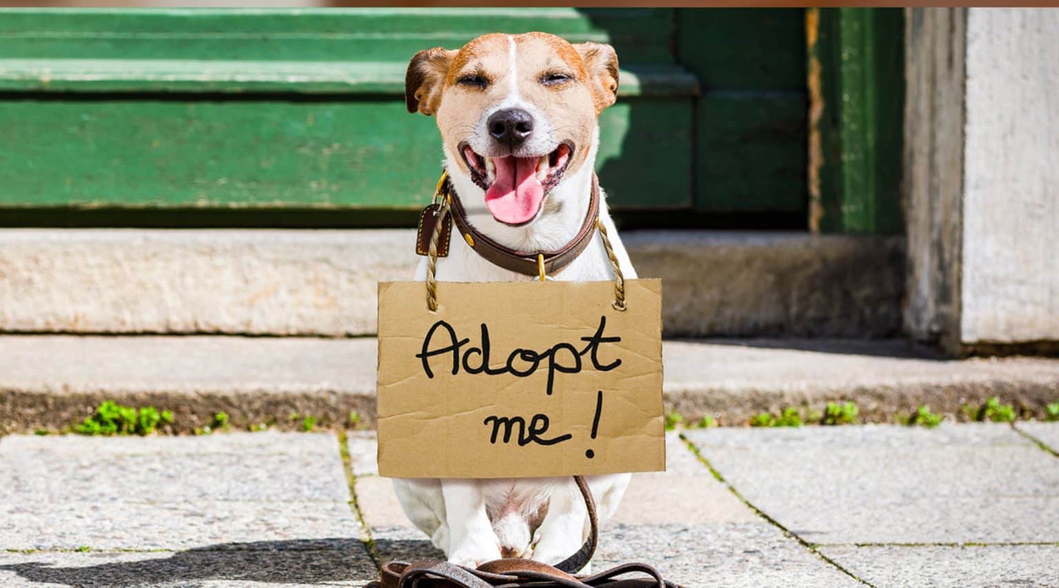 home visits for dog adoptions