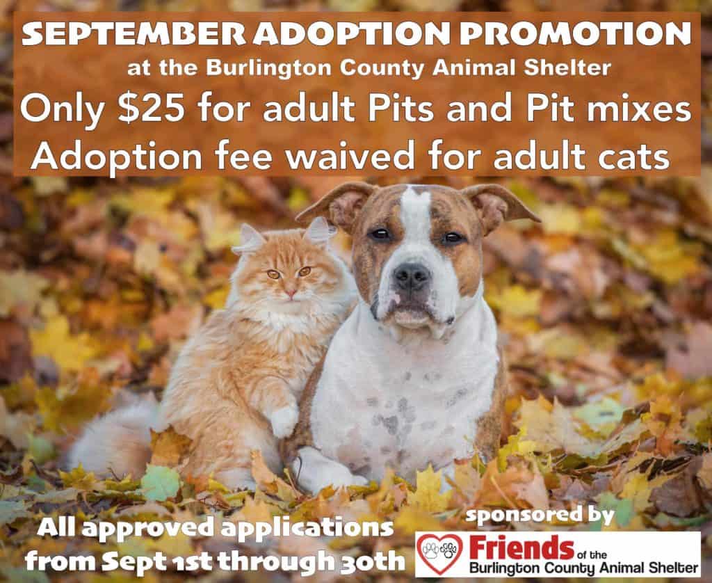 Special adoption prices through Sept. 30 – Friends of the Burlington County Animal  Shelter