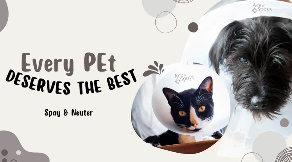 Pet spay and neuter clinic store near me